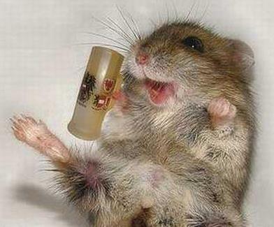 animals-pictures-hamsters-cute-at-bar+%25281%2529.jpg