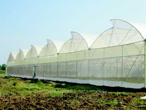 SUNRISE GREEN HOUSE CULTIVATION
