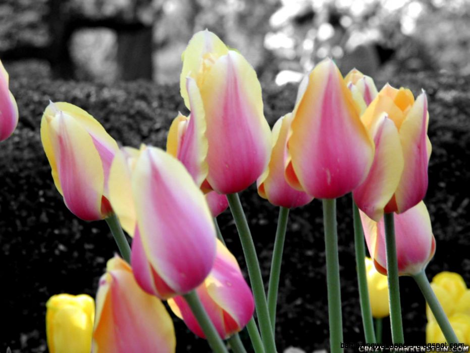 Tulips   Flower wallpapers   page 4   Crazy Frankenstein Tulips   Flower wallpapers   page 4   Crazy Frankenstein