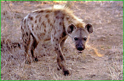 hyena.jpg