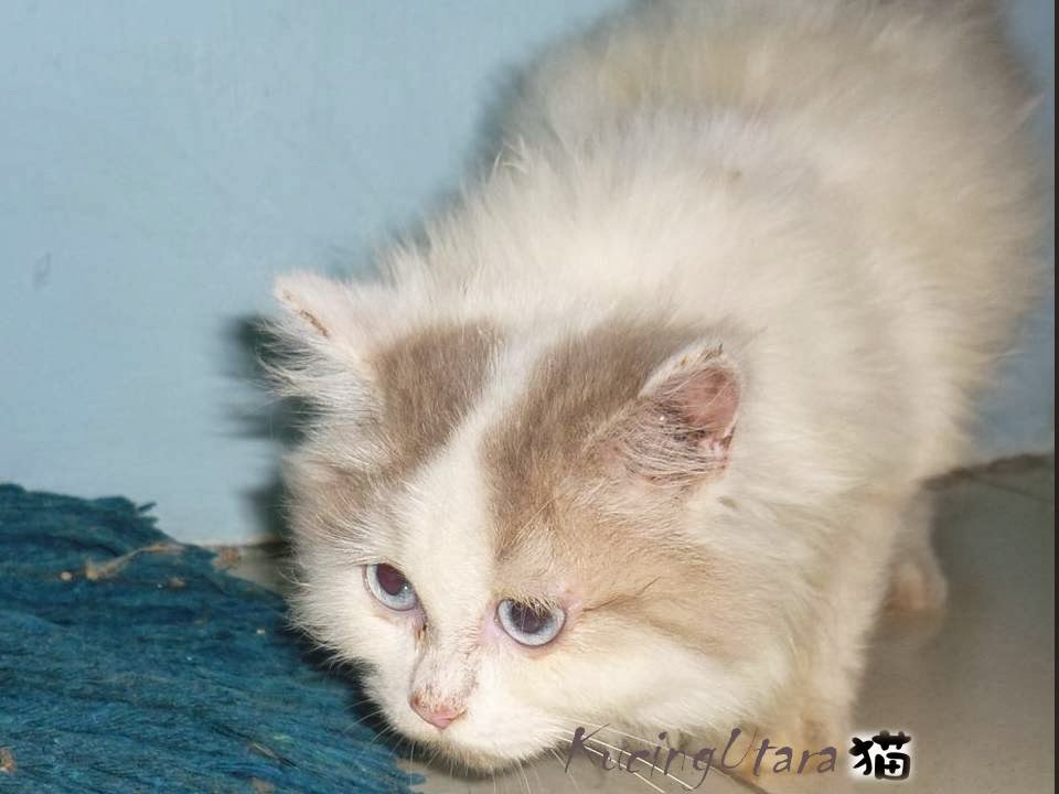 Kucing Utara Dry Syampu untuk kucing buatan sendiri Kucing Utara Dry Syampu untuk kucing buatan sendiri