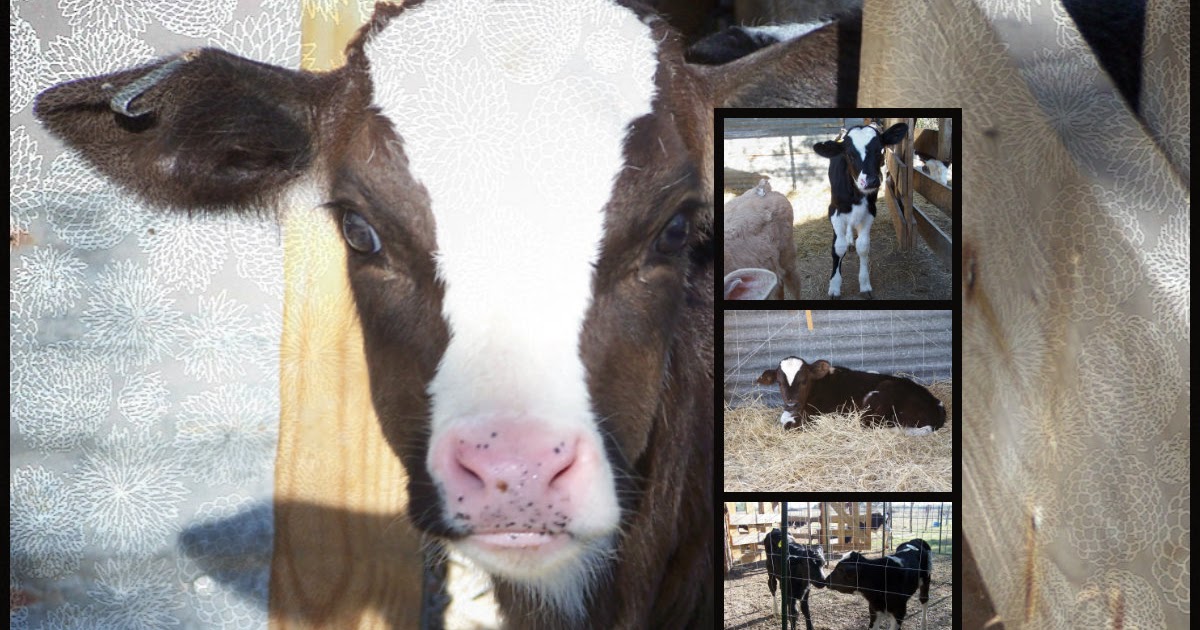 Bottle Feeding Baby Calves Calf Diarrhea or Scours in Cattle Herds and Calf Pens