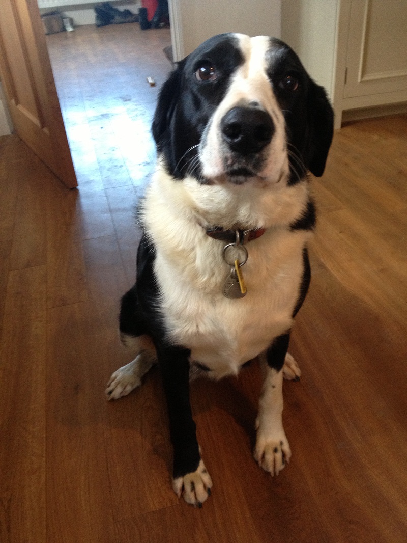 Harriet Knibbs Sculptures Holly Short Haired Border Collie