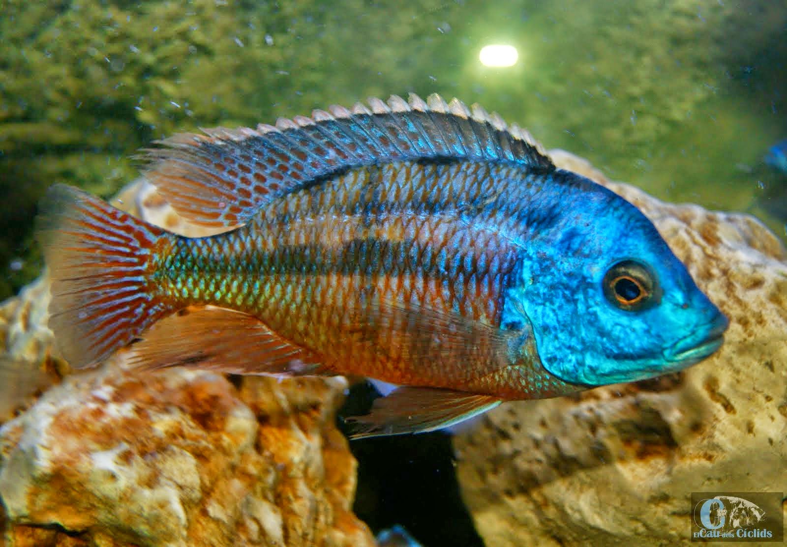 Protomela Taeniolatus Red Empress