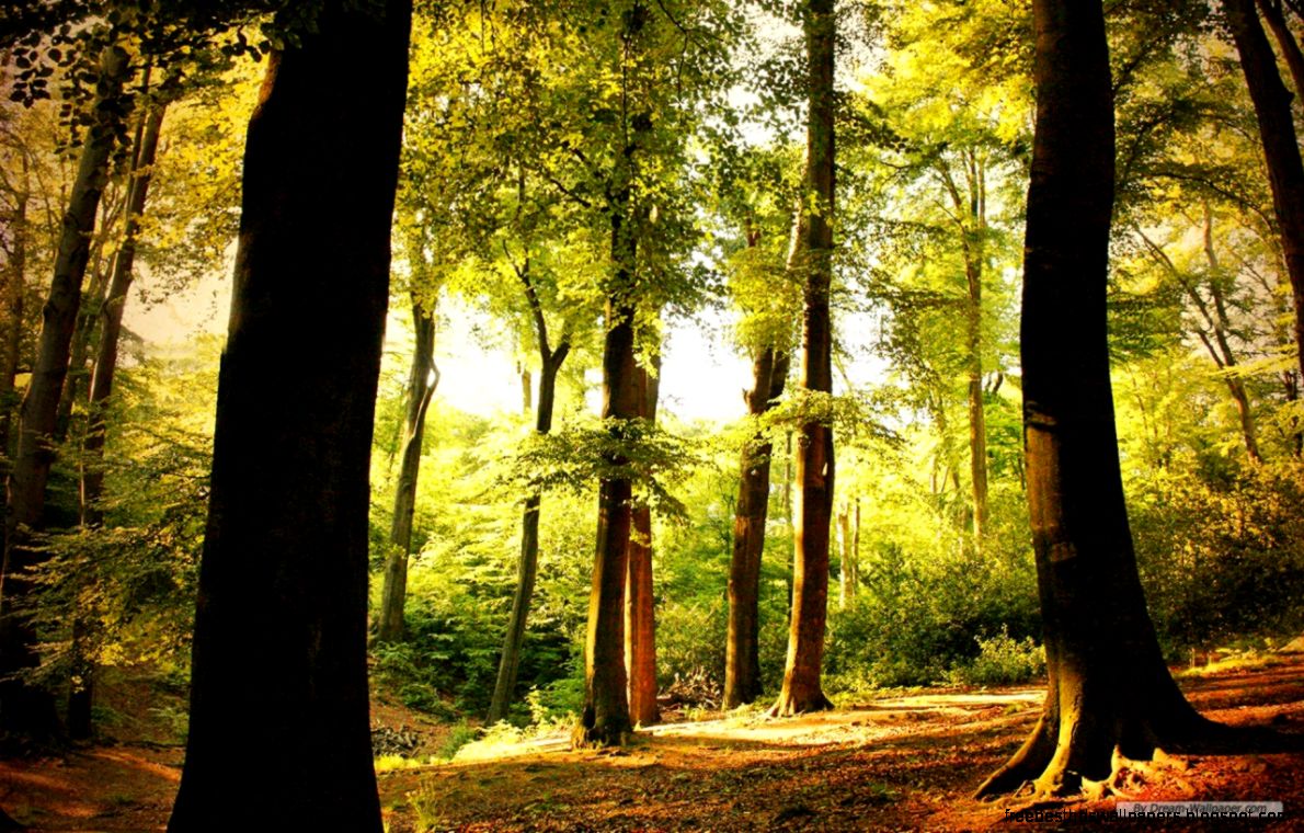 Free Wallpaper   Free Nature wallpaper   Windows 7 Themes Free Wallpaper   Free Nature wallpaper   Windows 7 Themes