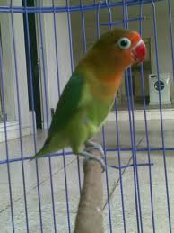 cakepnya lovebird warna lovebird kacamata cakepnya lovebird warna lovebird kacamata