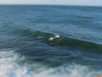 Surfing Winki Fairy Bower