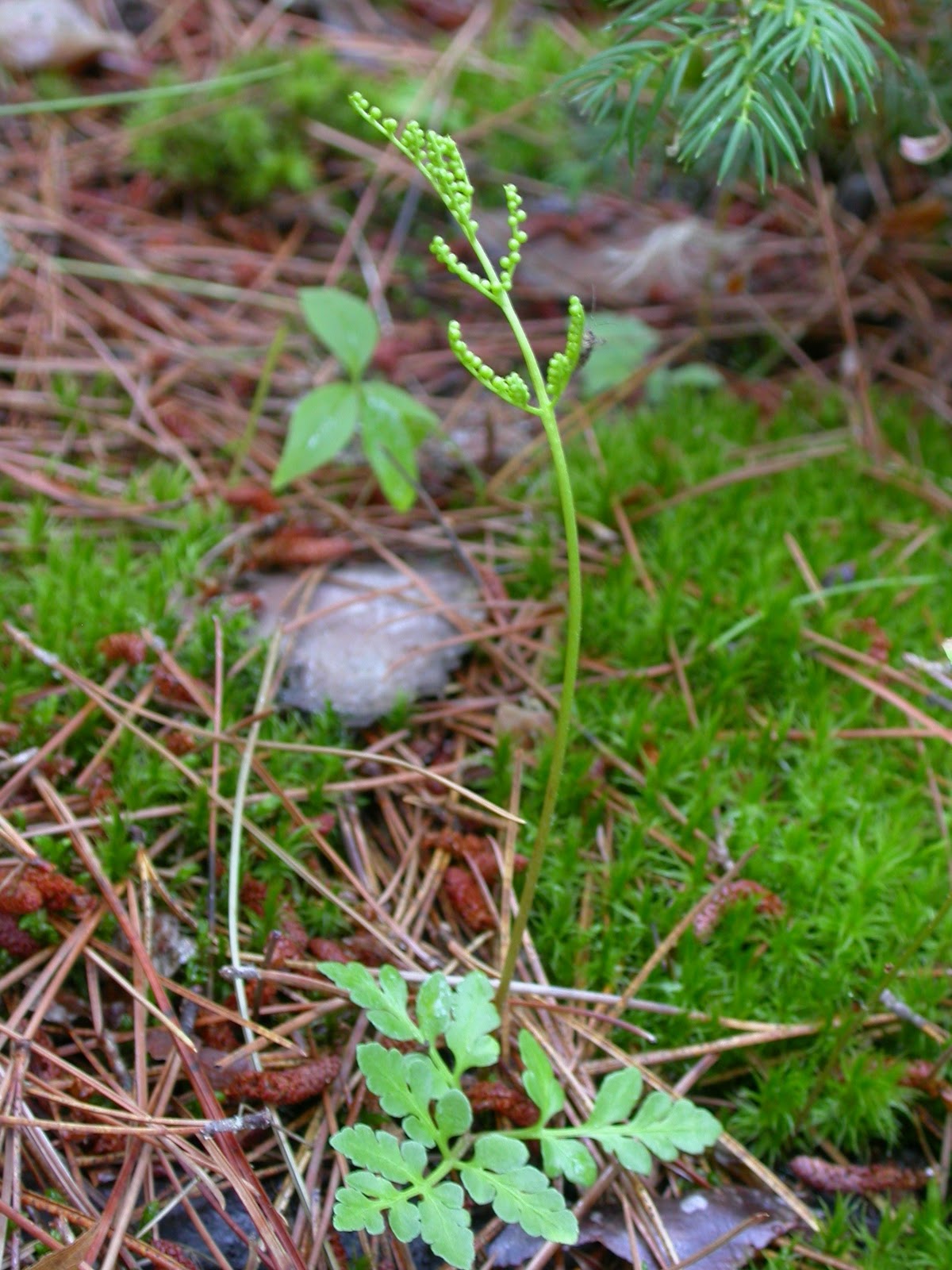 Botrychium Dissectum
