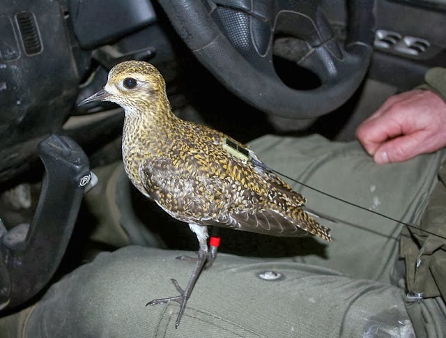 Golden Plover Paper