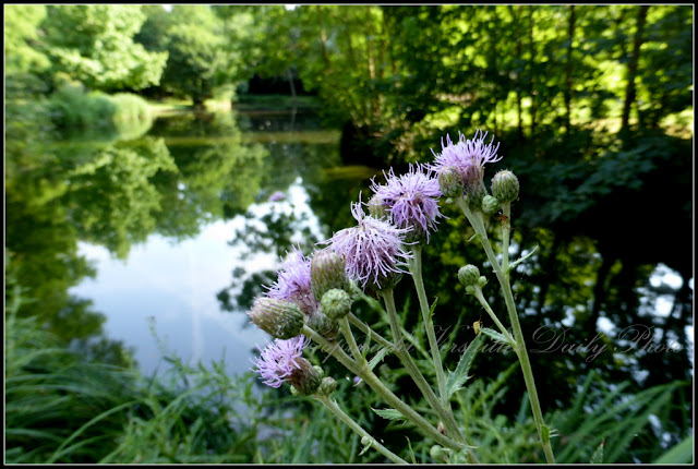 Parc des soeurs du Cénacle Versailles