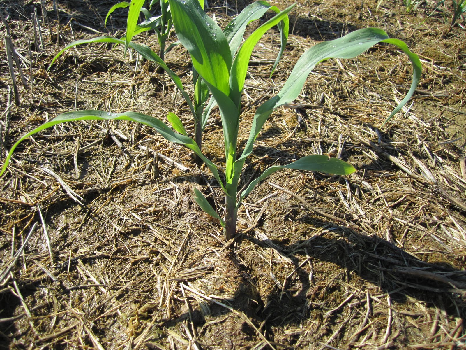 corn weed