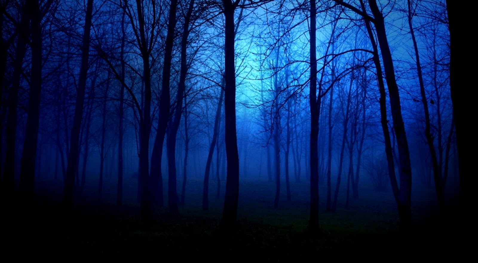 Foggy Forest at Night Foggy Forest at Night