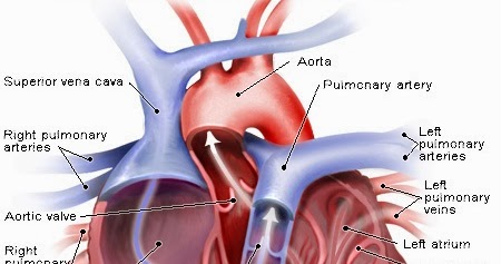 Human&Animal Anatomy and Physiology Diagrams: Heart and Great Vessels