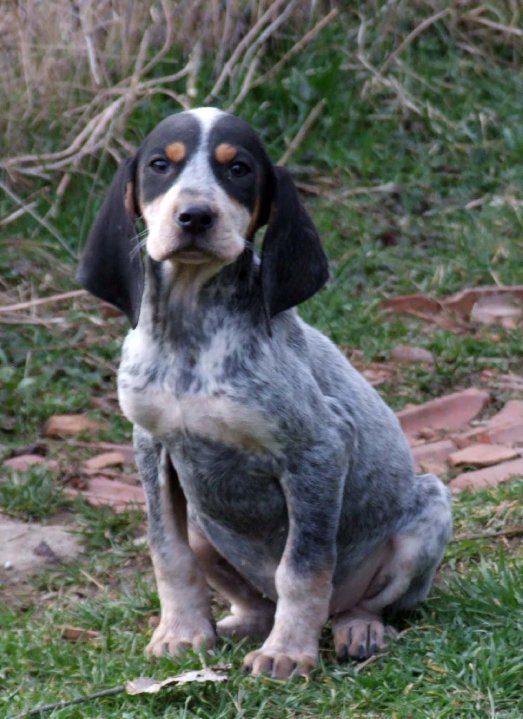 Av Köpekleri (Kurzhaar) « Anadolu Köpekleri