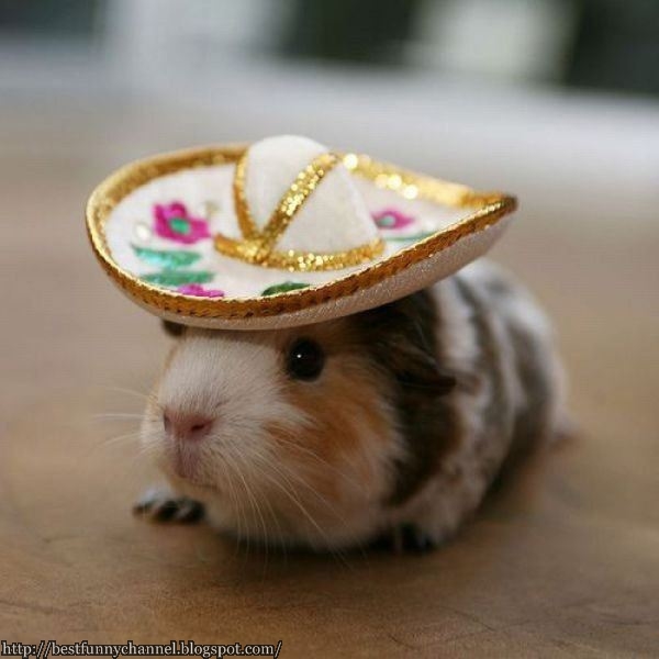 Funny guinea pig.