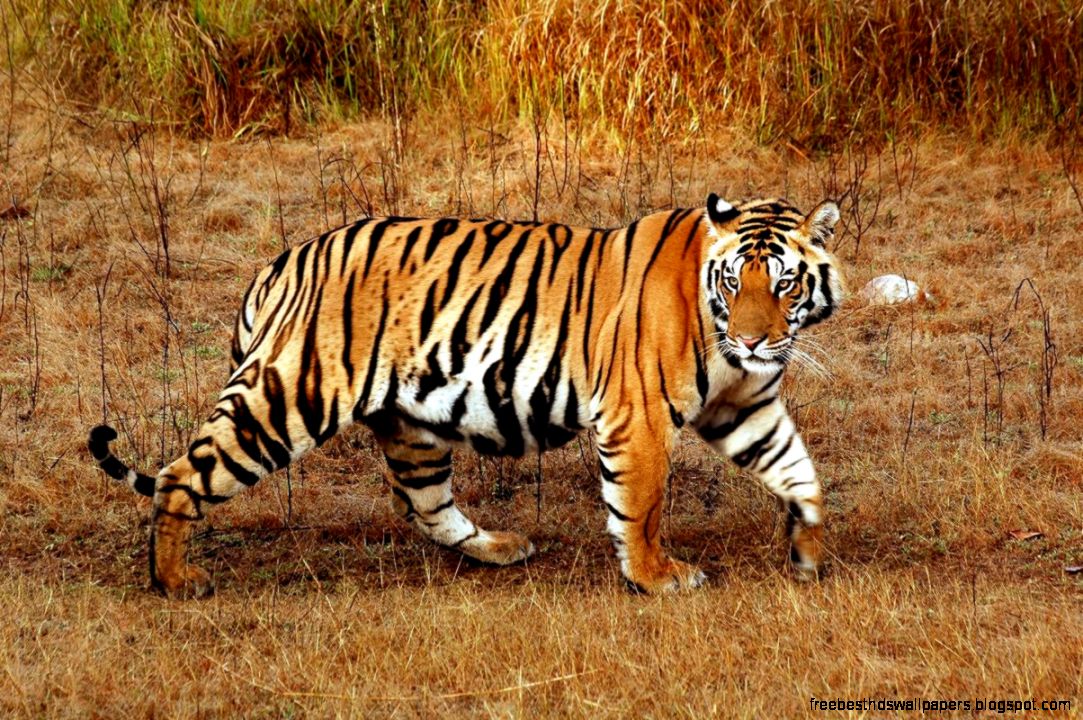 Animal Bengal Tiger Animal Bengal Tiger