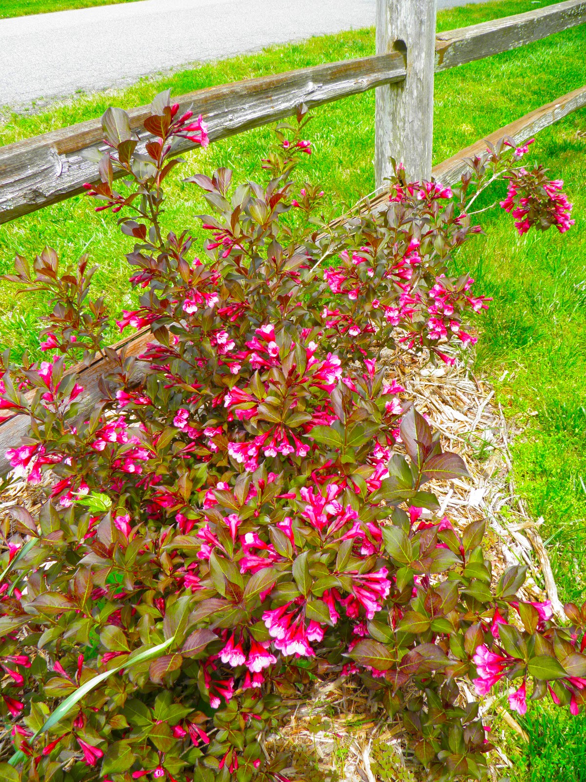 Beechwood Landscape Architecture And Construction Wine Roses