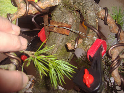 Shari podzim 2015 svěrka