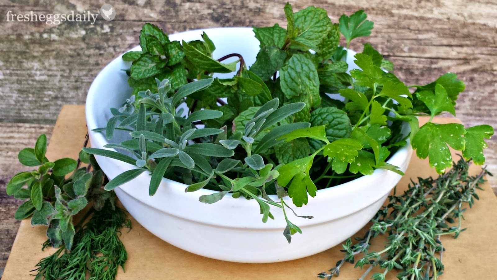 Grow an Herbal First Aid Kit for Your Chickens Fresh Eggs Daily®