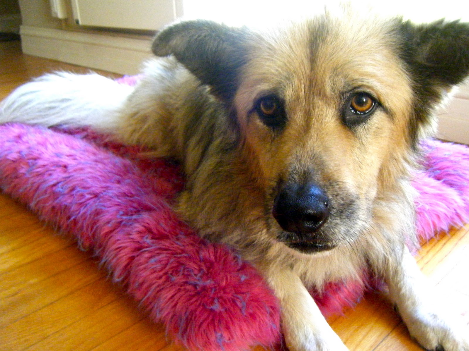 Sew DoggyStyle Upcycled Shag Rug Dog Bed!