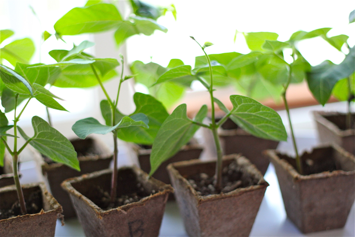 green bean seedlings too tall green bean seedlings too tall