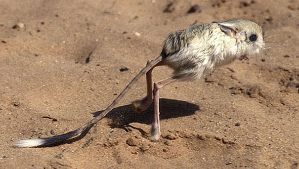Gobi Jerboa - 22 Bizzarre Animals You Probably Didn’t Know Exist