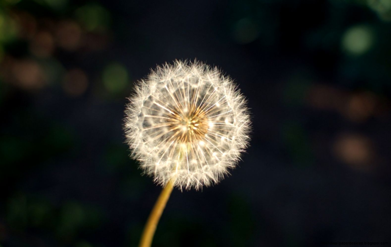 12 Pretty HD Dandelion Wallpapers 12 Pretty HD Dandelion Wallpapers
