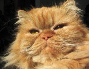My Cat Won T Eat The Thyroid Cat Food My Cat Won T Eat The Thyroid Cat Food