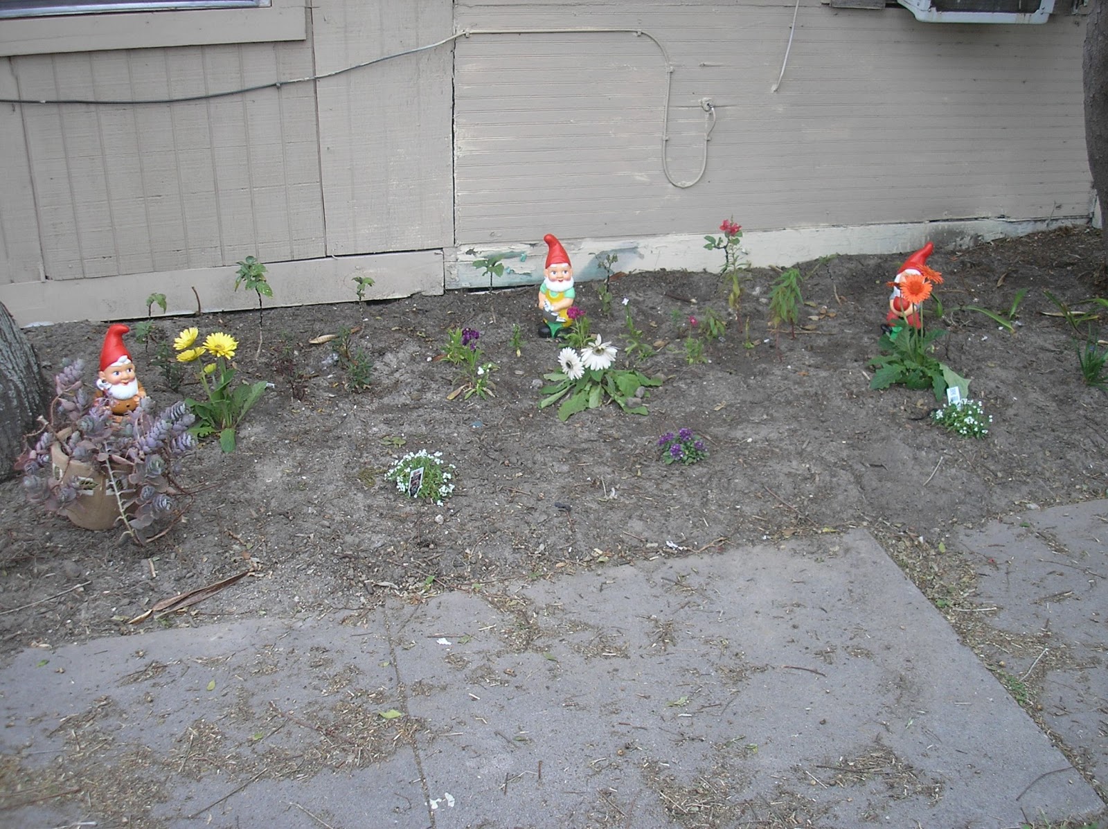 Mike's Apartment--Backyard Garden Blog: New Flower Bed in Front Yard