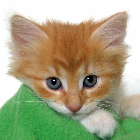 HD Animals: cute puppies and kittens