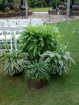 large fern for a wedding, Mobile AL