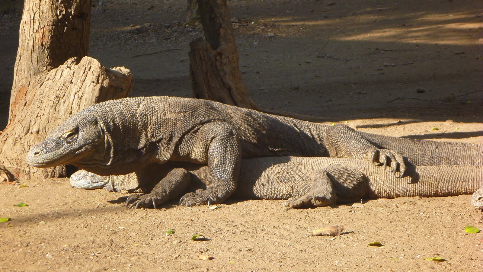komodo dragons mating