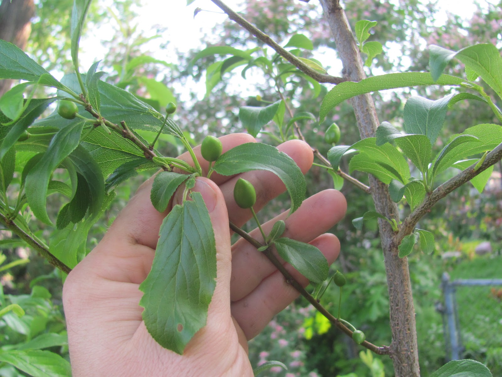eighth acre farm May 2012