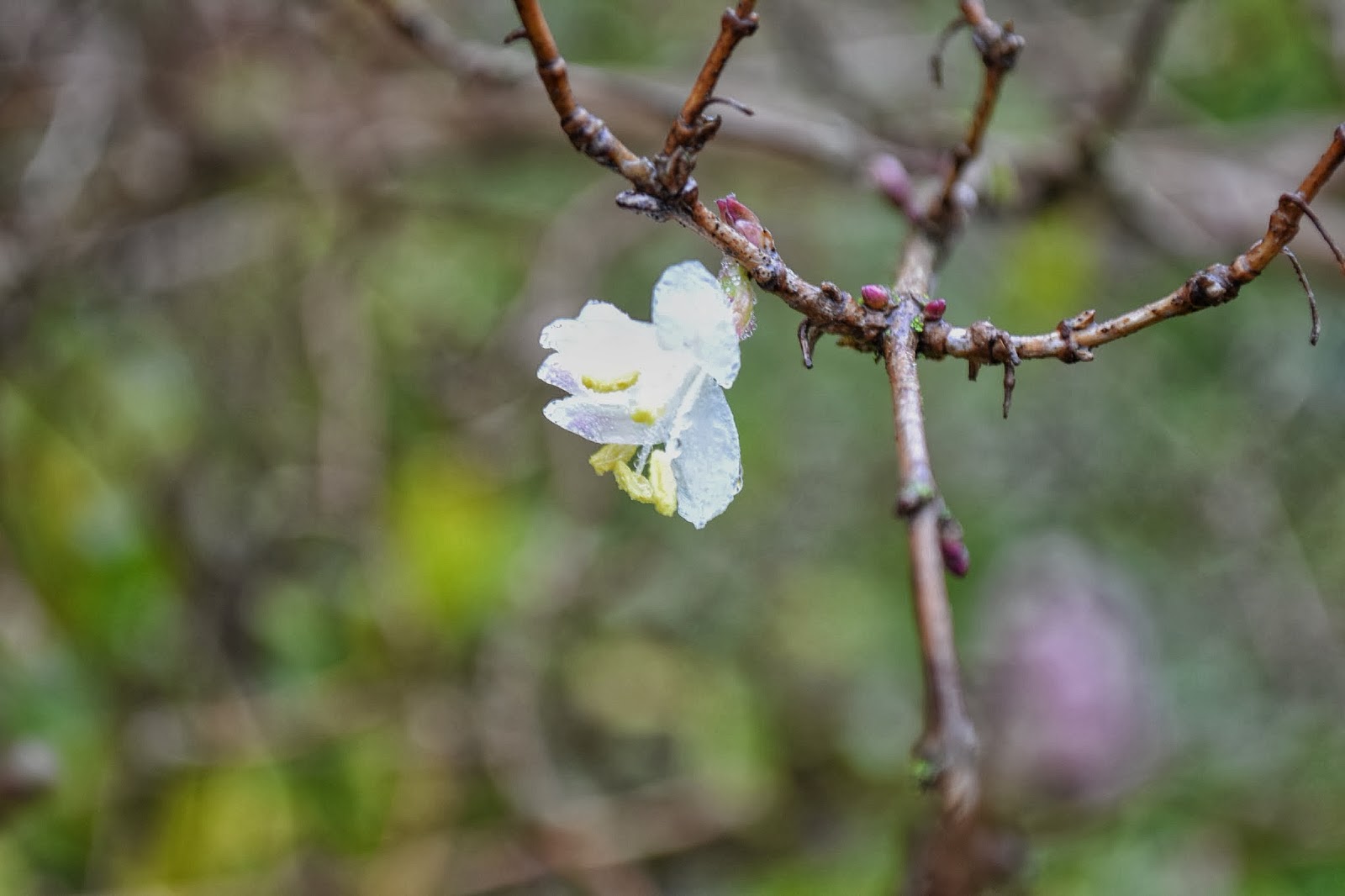 The Outlaw Gardener Lonicera Fragrantissima My Favorite Plant