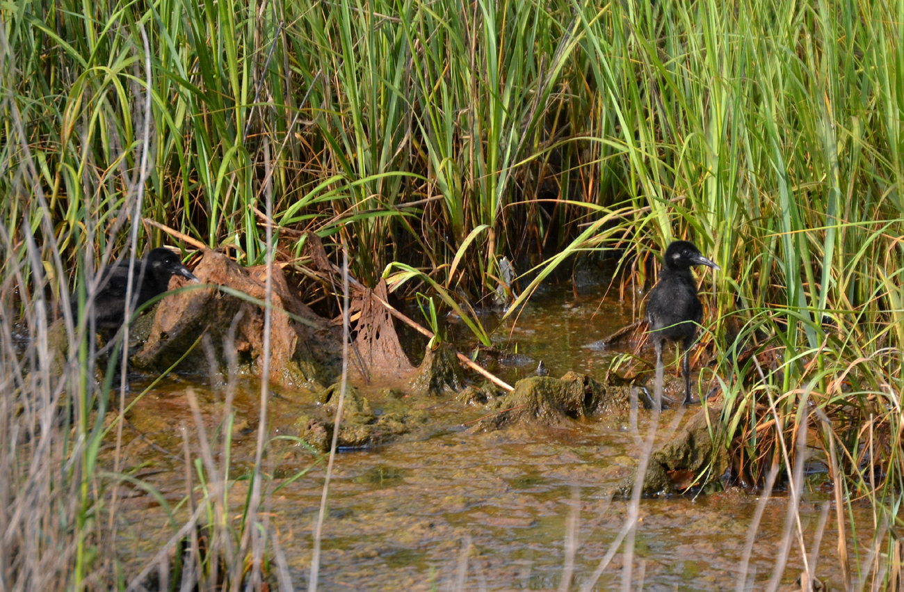 Baby Rail