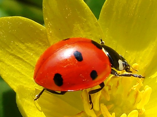 Ladybird