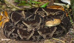 Bothrops asper