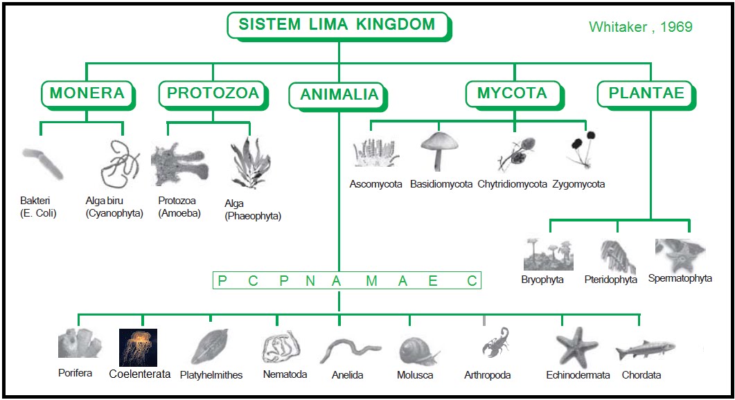 SISTEM LIMA KINGDOM