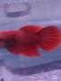red female plakkat