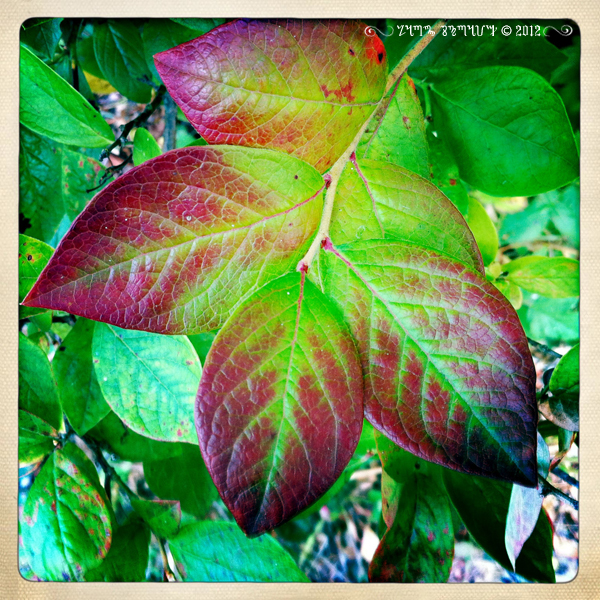 Albums 96+ Pictures Why Are My Blueberry Leaves Turning Red Superb