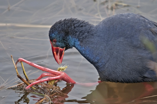 Foto cortes&iacute;a: Salvador Sol&eacute;