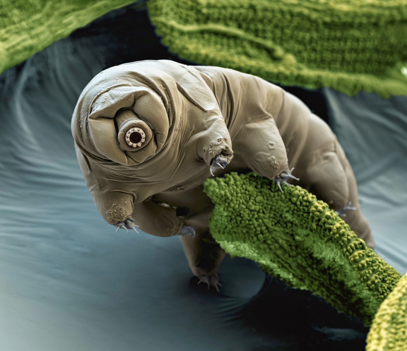 AudiePedia Tardigrandes, The Indestructable Water Bear
