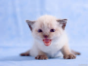  check this out :) damn cute cats cute kittens 