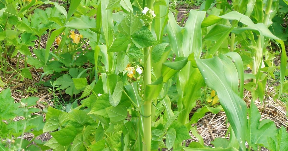 Williams Sustainable Garden Project Three Sisters Corn, Beans, and Squash