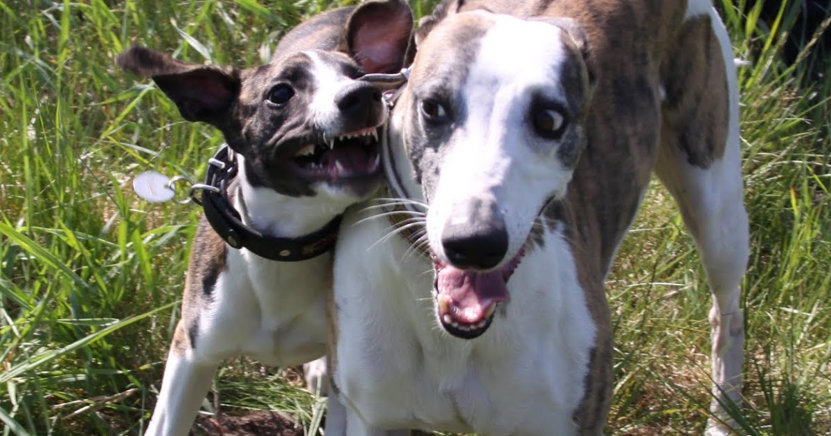 dreamteam whippets and siam Wenn der Vater mit dem Sohne