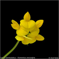 Lotus corniculatus   inflorescence   - Komonica zwyczajna  kwiatostan