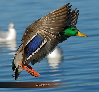 gambar burung aneh