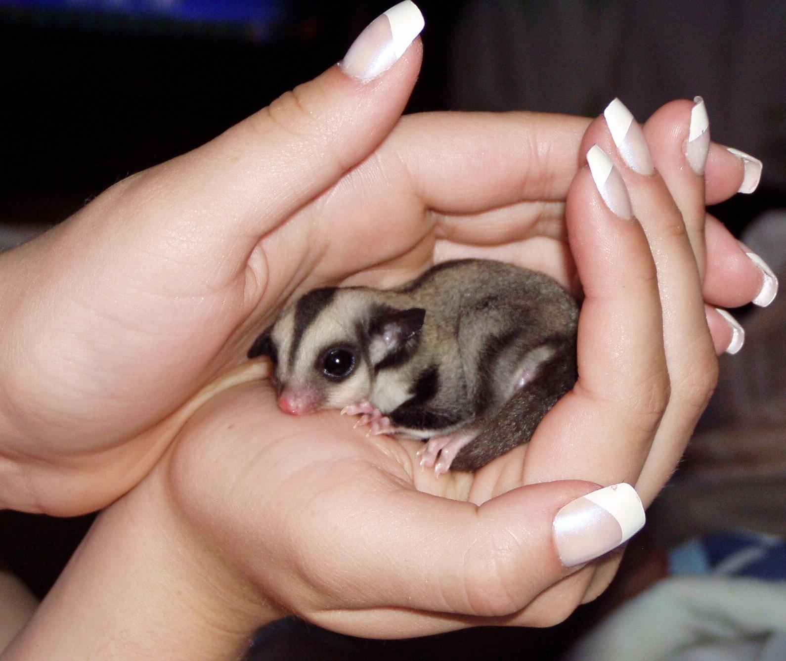 PET'S WORLD Sugar Glider