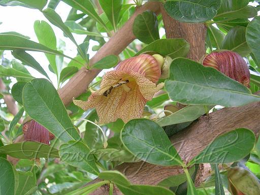 17 Potential Benefits Of Berberine Selfhacked