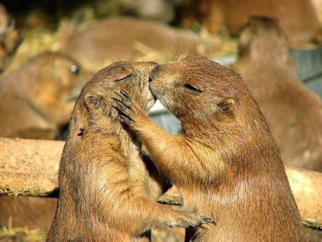 apareamiento animales 191 por qu 233 los humanos no tenemos temporada de apareamiento apareamiento animales 191 por qu 233 los humanos no tenemos temporada de apareamiento